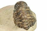 Detailed Crotalocephalina Trilobite - Atchana, Morocco #250069-5